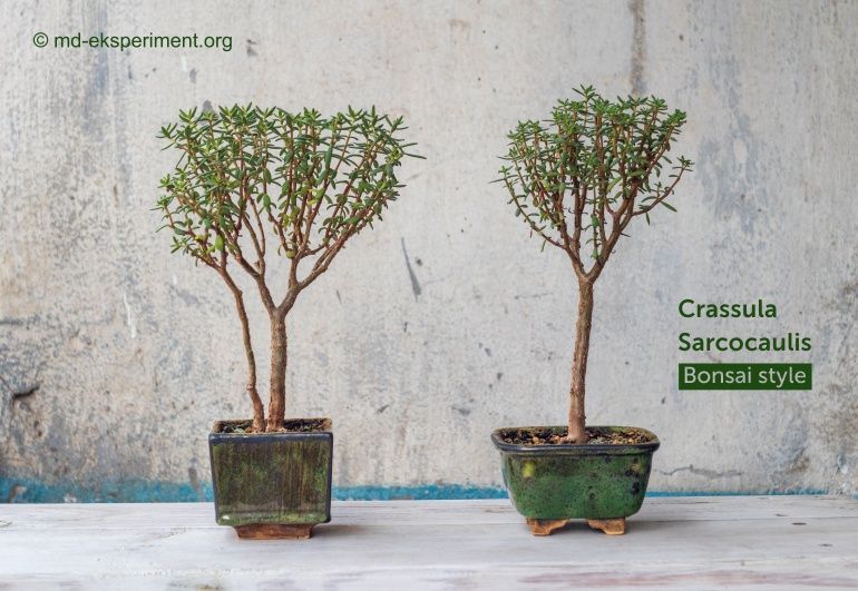 How to grow, thicken, enlarge the trunk of Jade Tree, money plant, Crassula