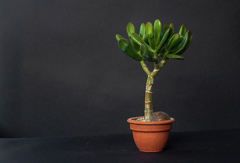 How to grow, thicken, enlarge the trunk of Jade Tree, money plant, Crassula