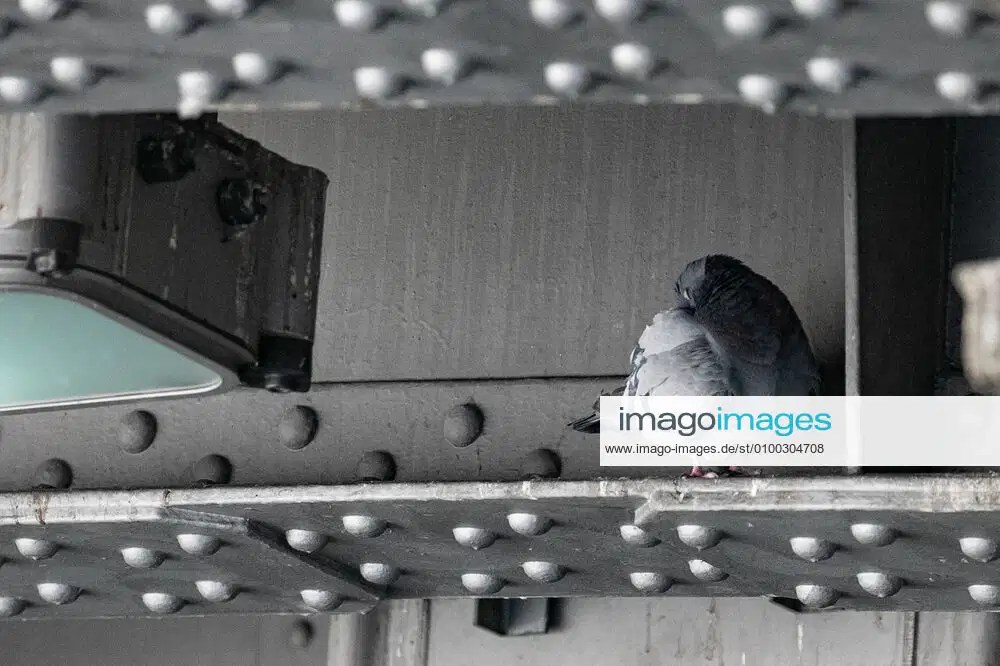 Pigeon pest, health hazard due to pigeon droppings, pigeon, symbol