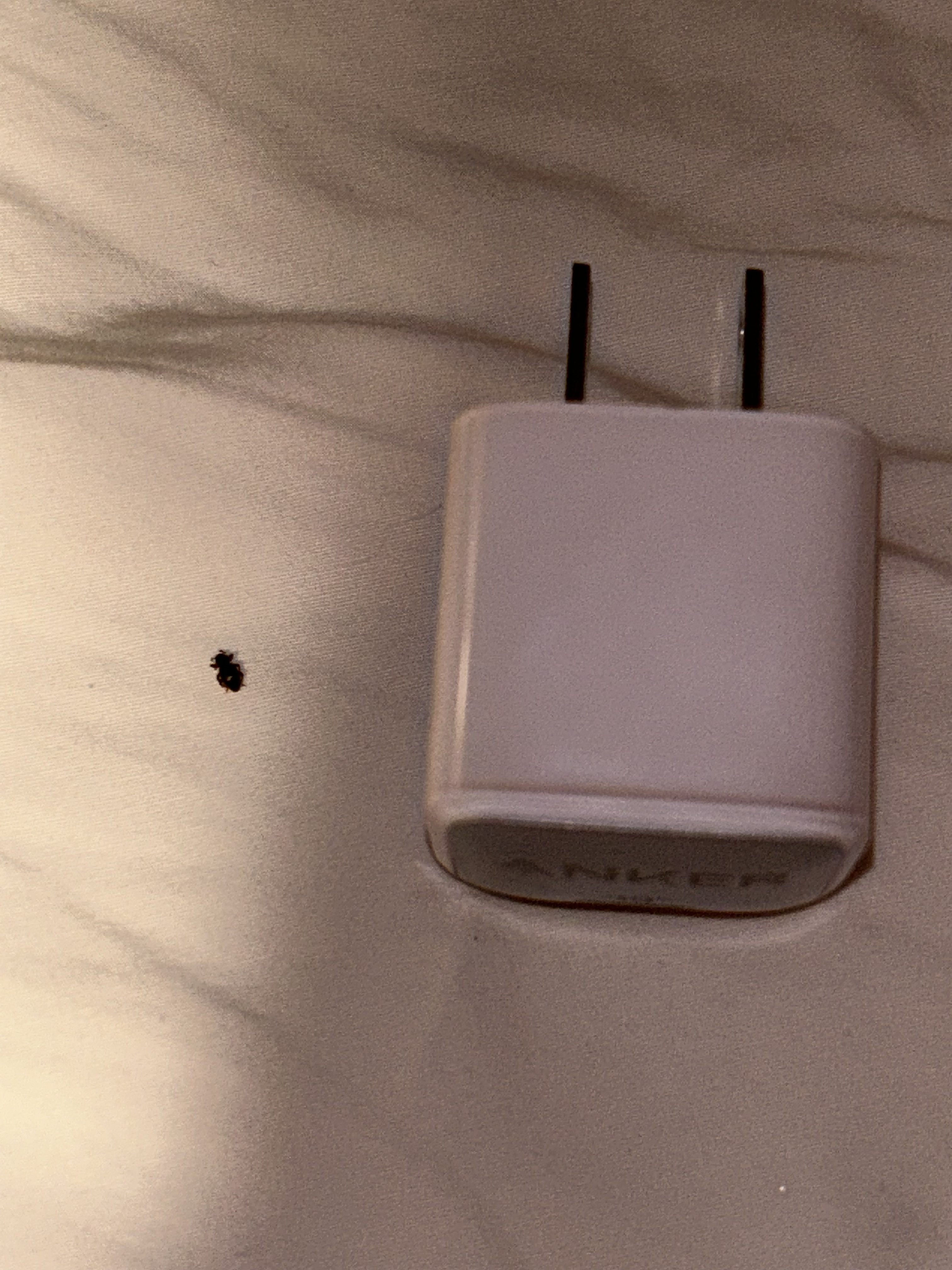 Bed Bugs? Image Chest Free Image Hosting And Sharing Made Easy