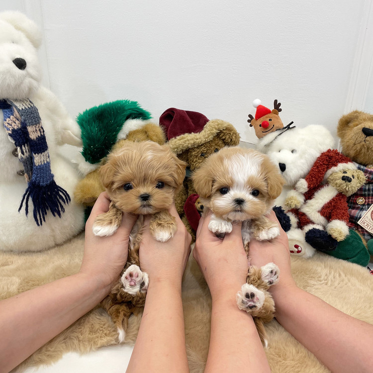 How Much Does A Teacup Maltipoo Cost