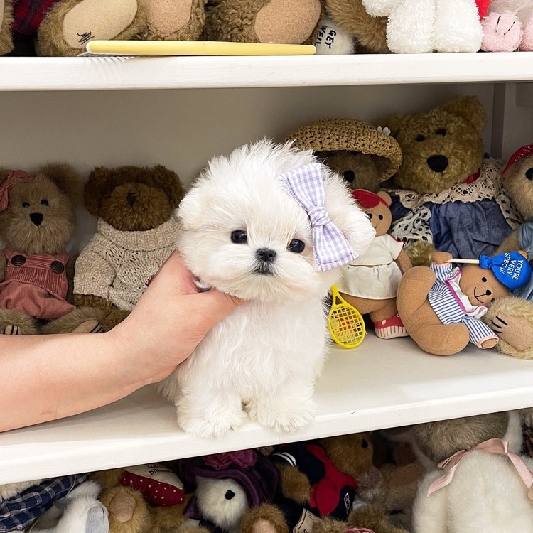 Teacup Maltese Puppies Adoption