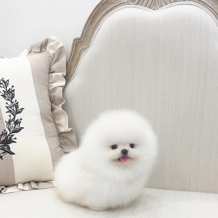 Teacup teddy bear white Pomeranian mongshushu teacuppuppy
