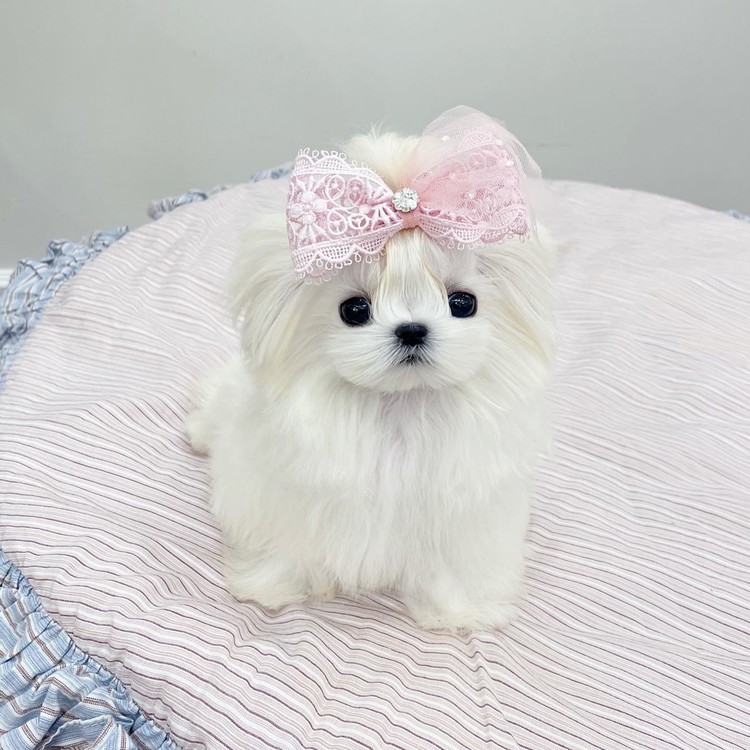 teacup maltese girl 5months mongshushu teacuppuppy