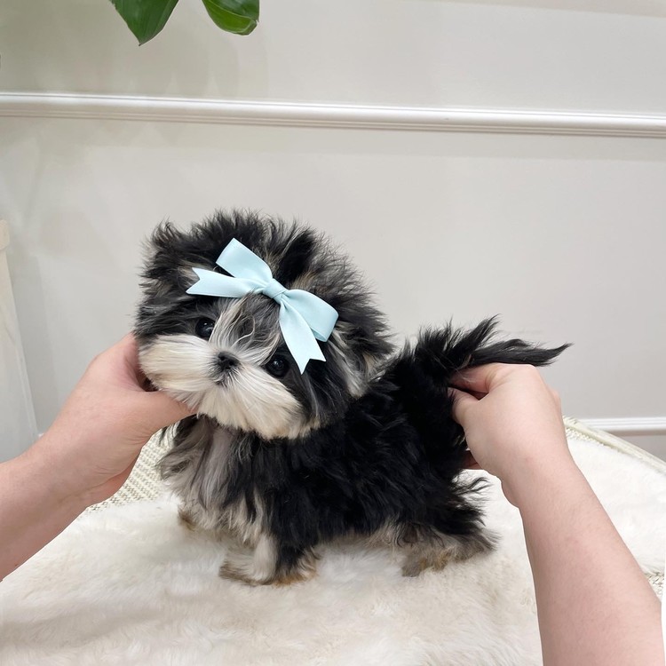 Adorable Morkie boy mongshushu teacuppuppy