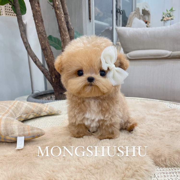 micro teacup maltipoo mongshushu teacuppuppy