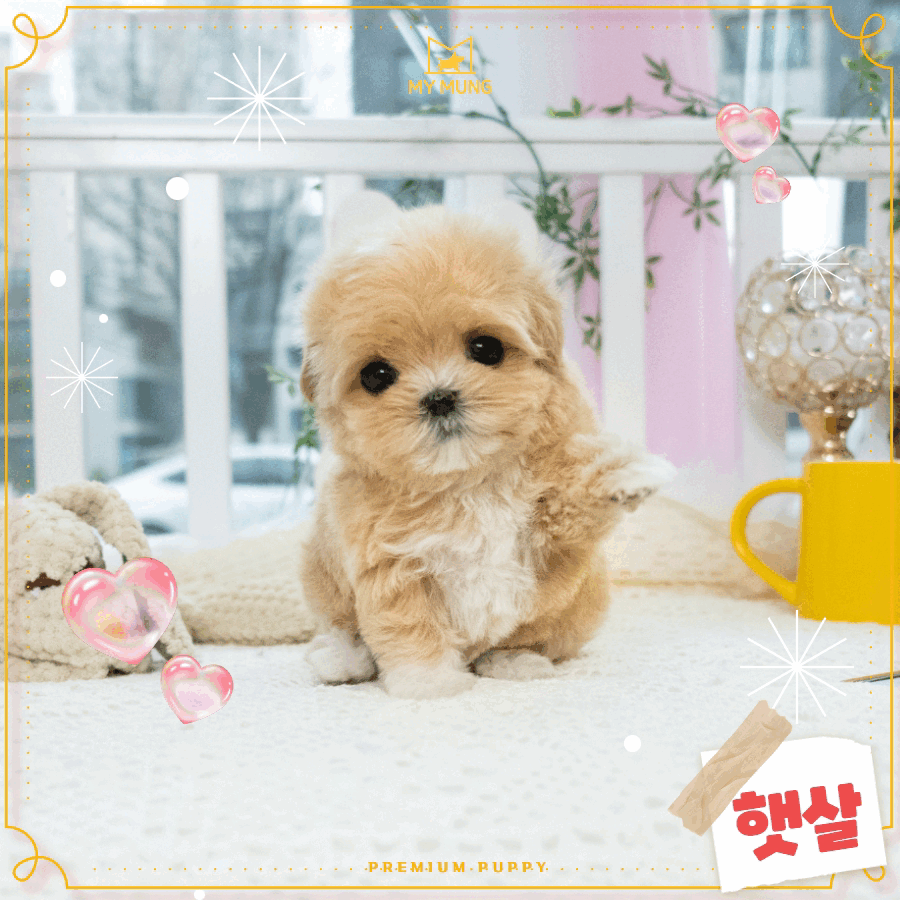 파티말티푸 [Maltipoo] 마이멍