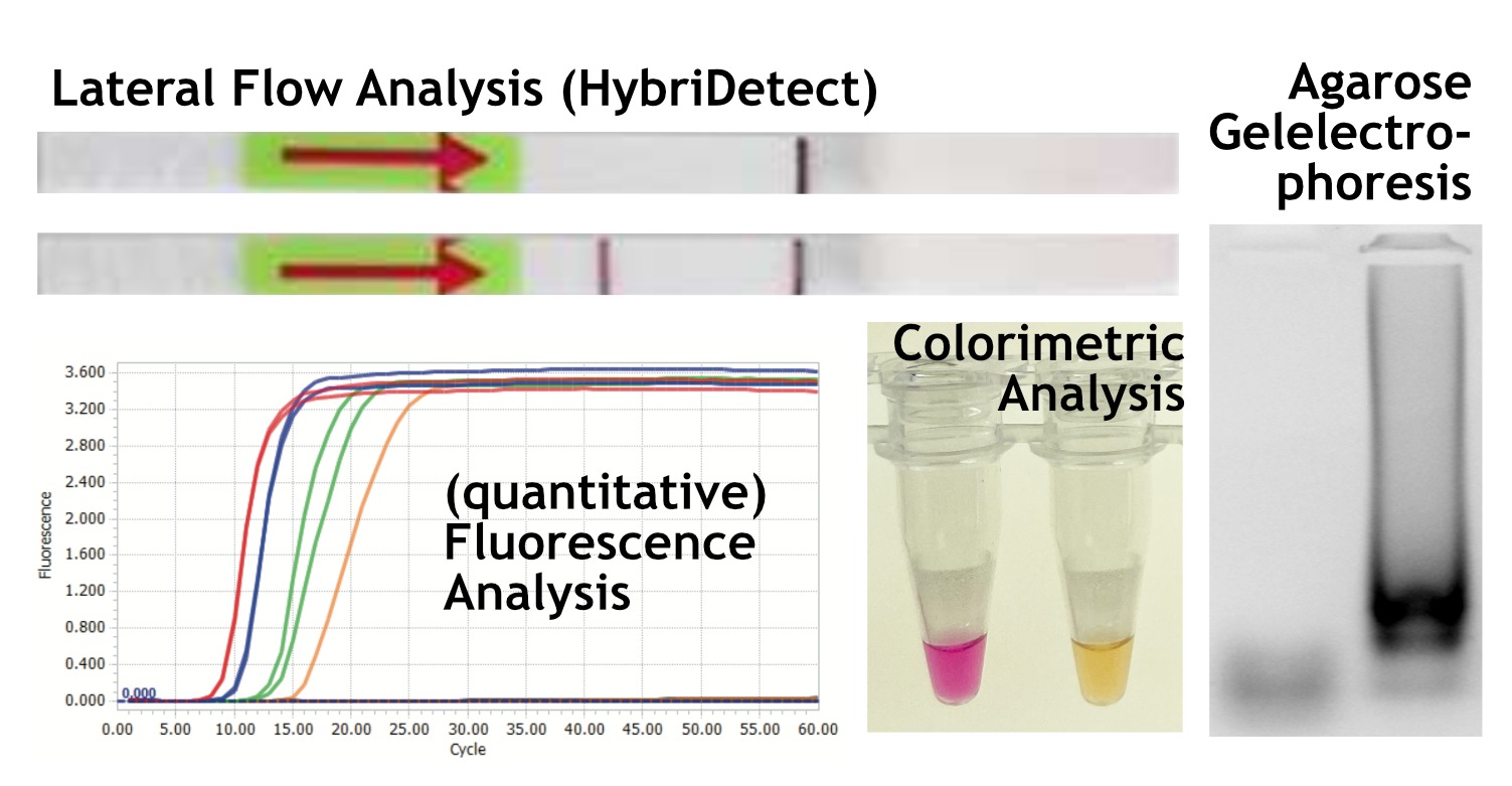 Loop mediated isothermal Amplification and Lateral Flow Tips and Tricks