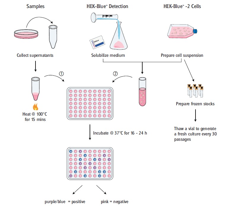 PlasmoTest™ (Mycoplasma Detection Kit) 제품정보