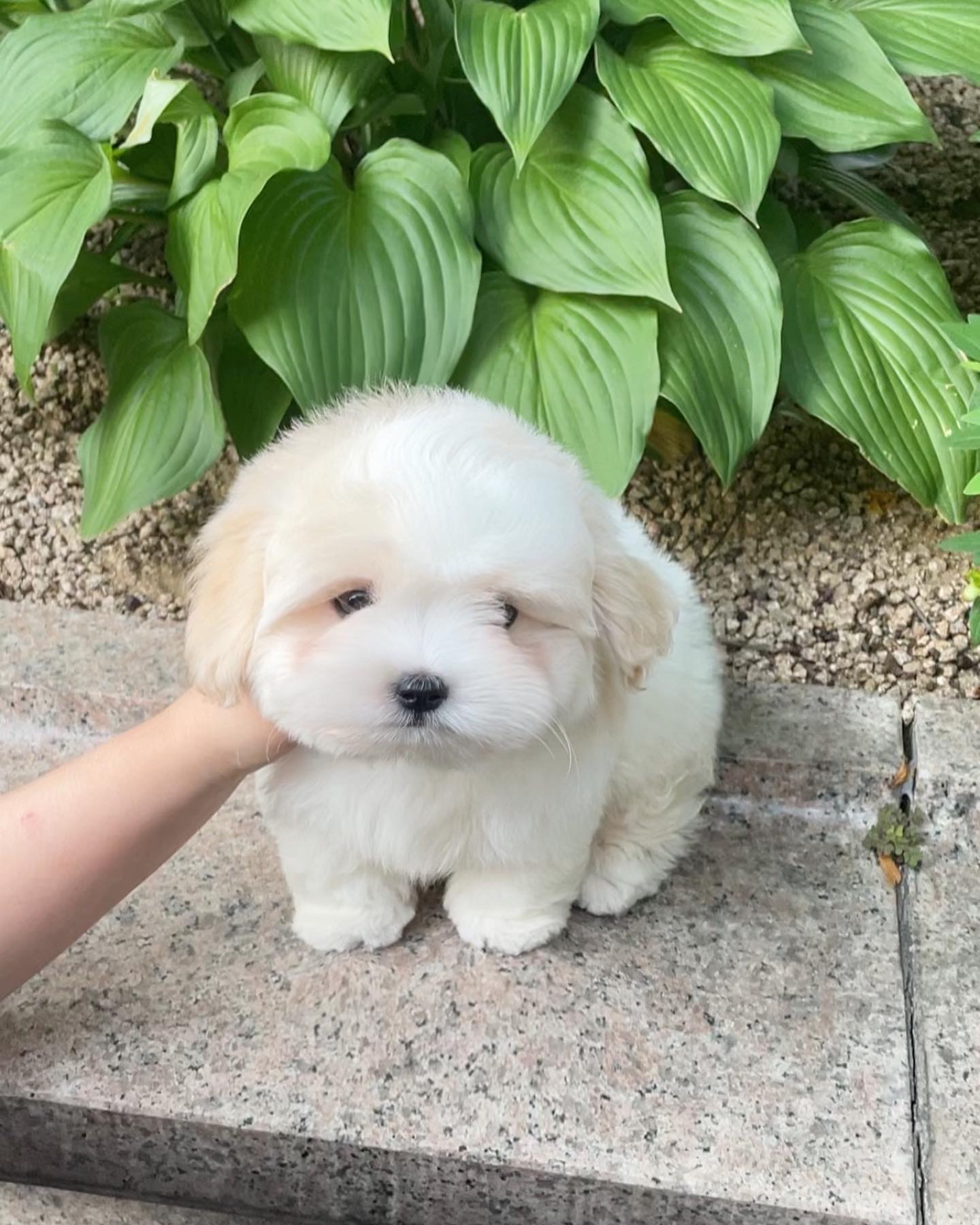 How Much Do Coton De Tulear Puppies Cost