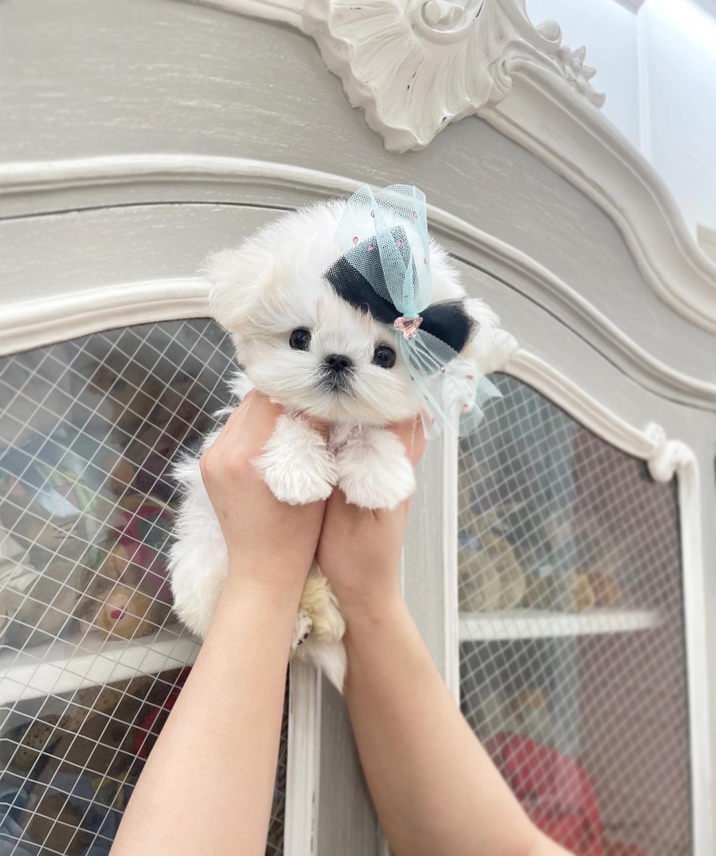 Teacup Puppies Maltese atelieryuwa.ciao.jp