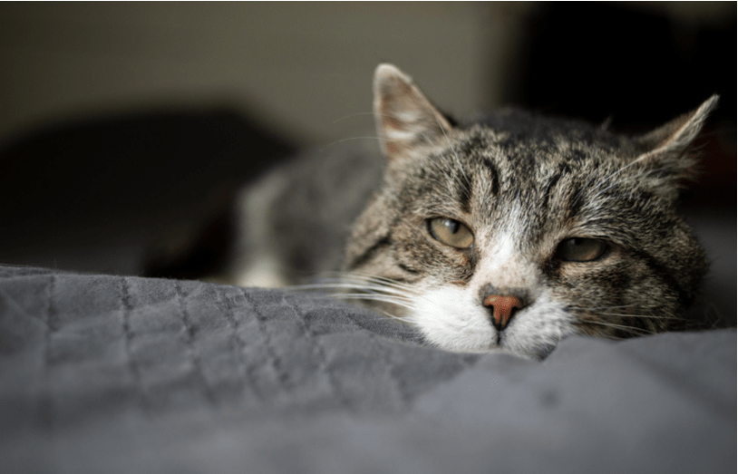 증상도 없이 찾아온 고양이 '심근비대증', 어떤 영양제가 도움이 될까요? 뉴스로 만나는 벳아너스