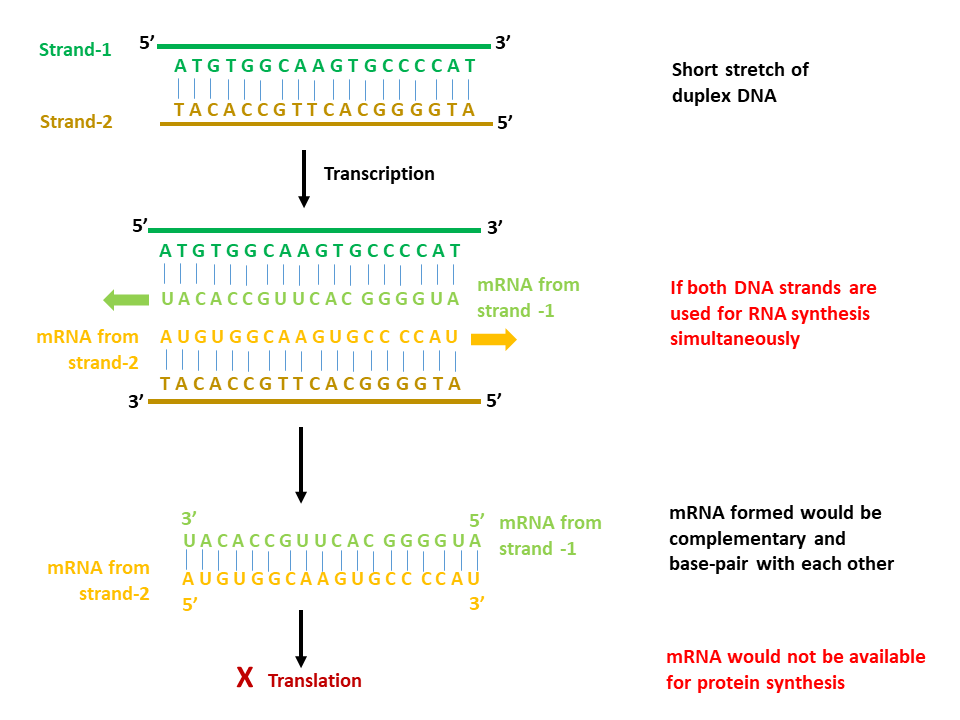 Common misconceptions in biology Making sense of the sense and