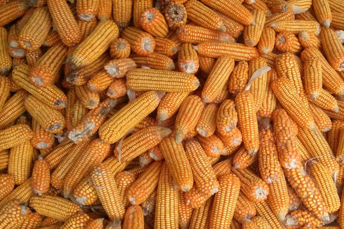 Using Corn Cobs For Waste Water Treatment