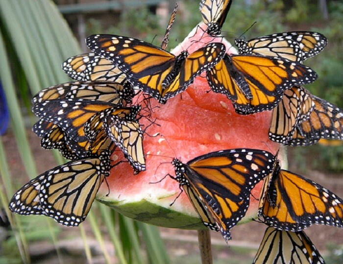 How to Attract Butterflies to Your Garden • Insteading