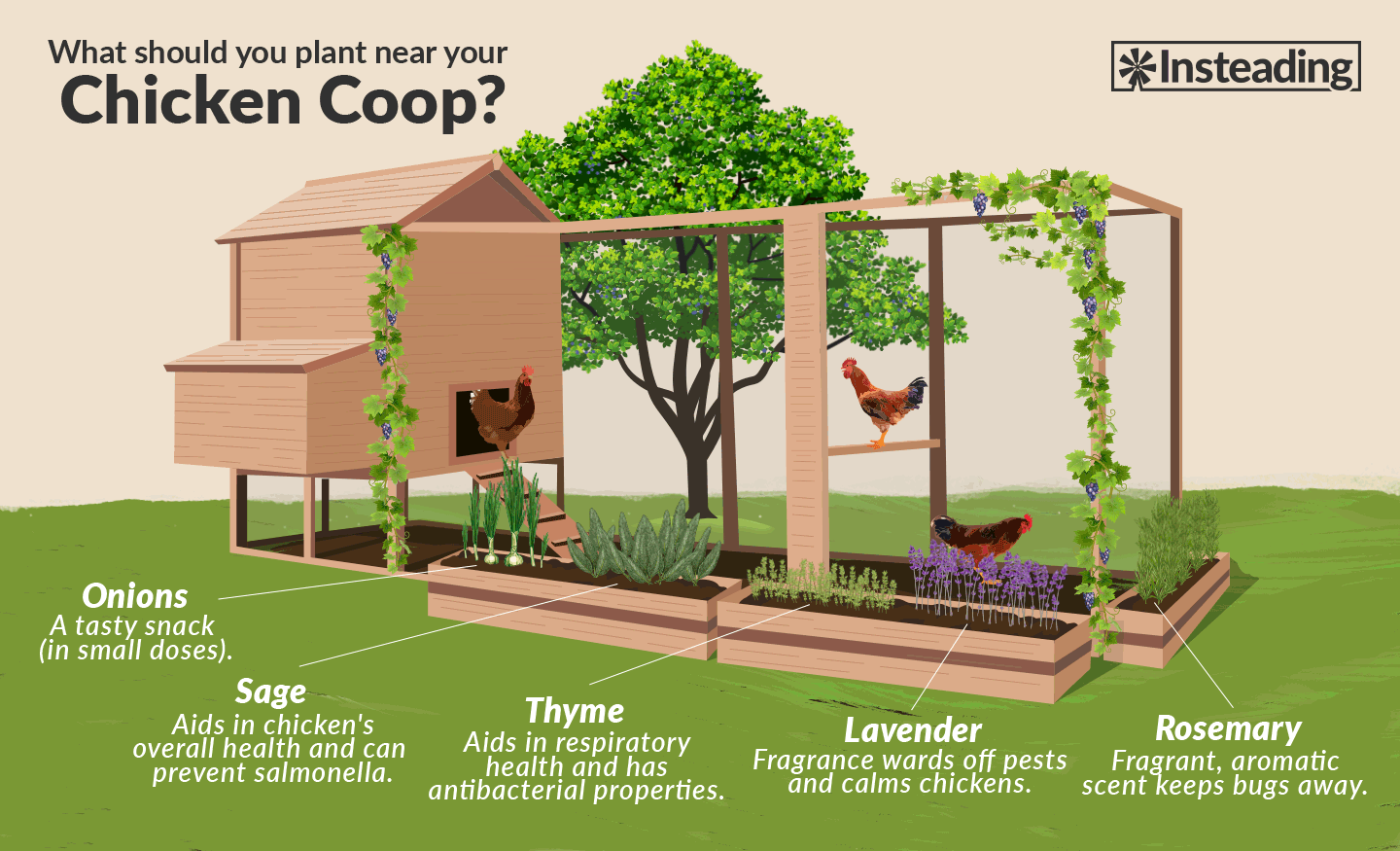 12 ChickenFriendly Plants To Grow Next To Coops • Insteading