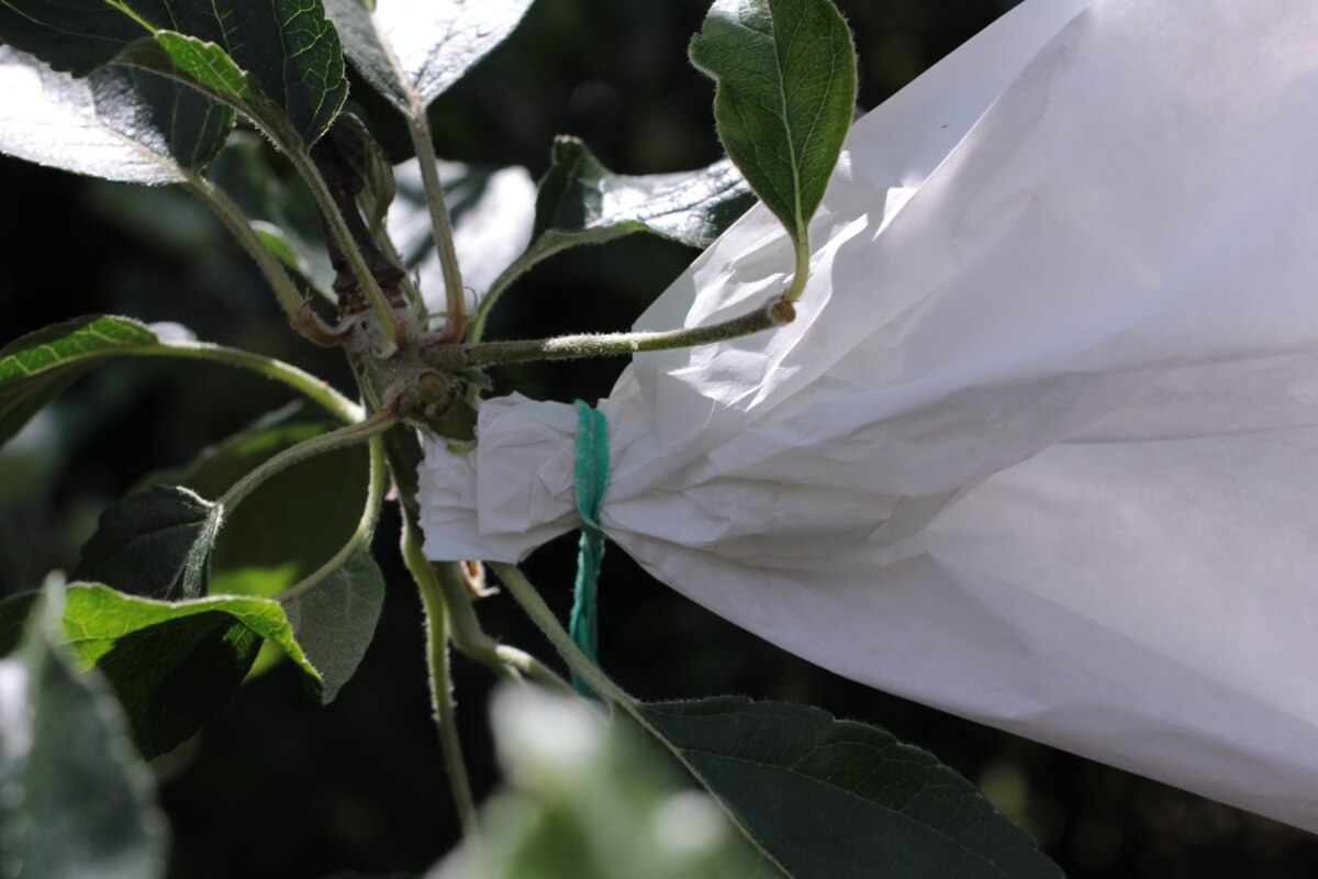 Codling Moth Control & Prevention Nifty Homestead