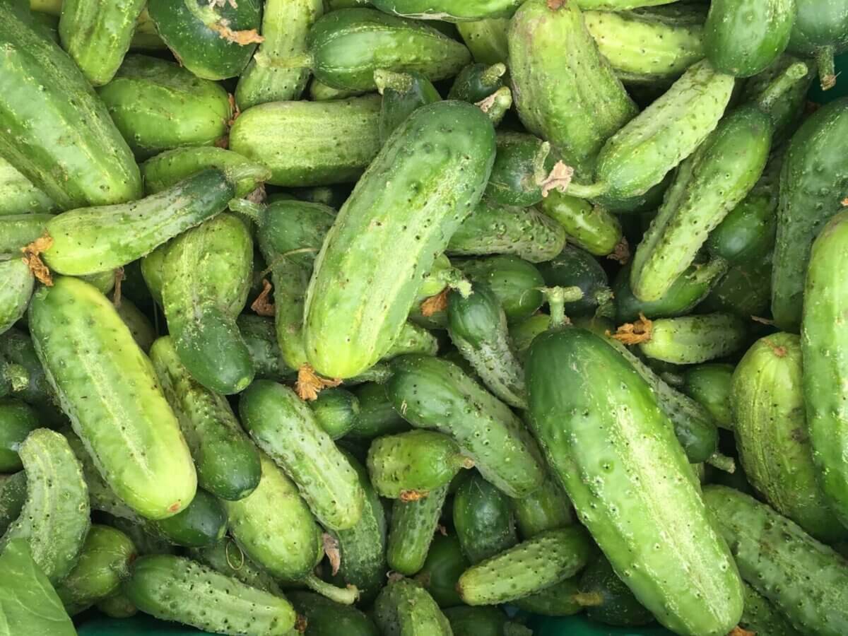 Dirty Dozen Produce (And 2 To Really Avoid) • Insteading