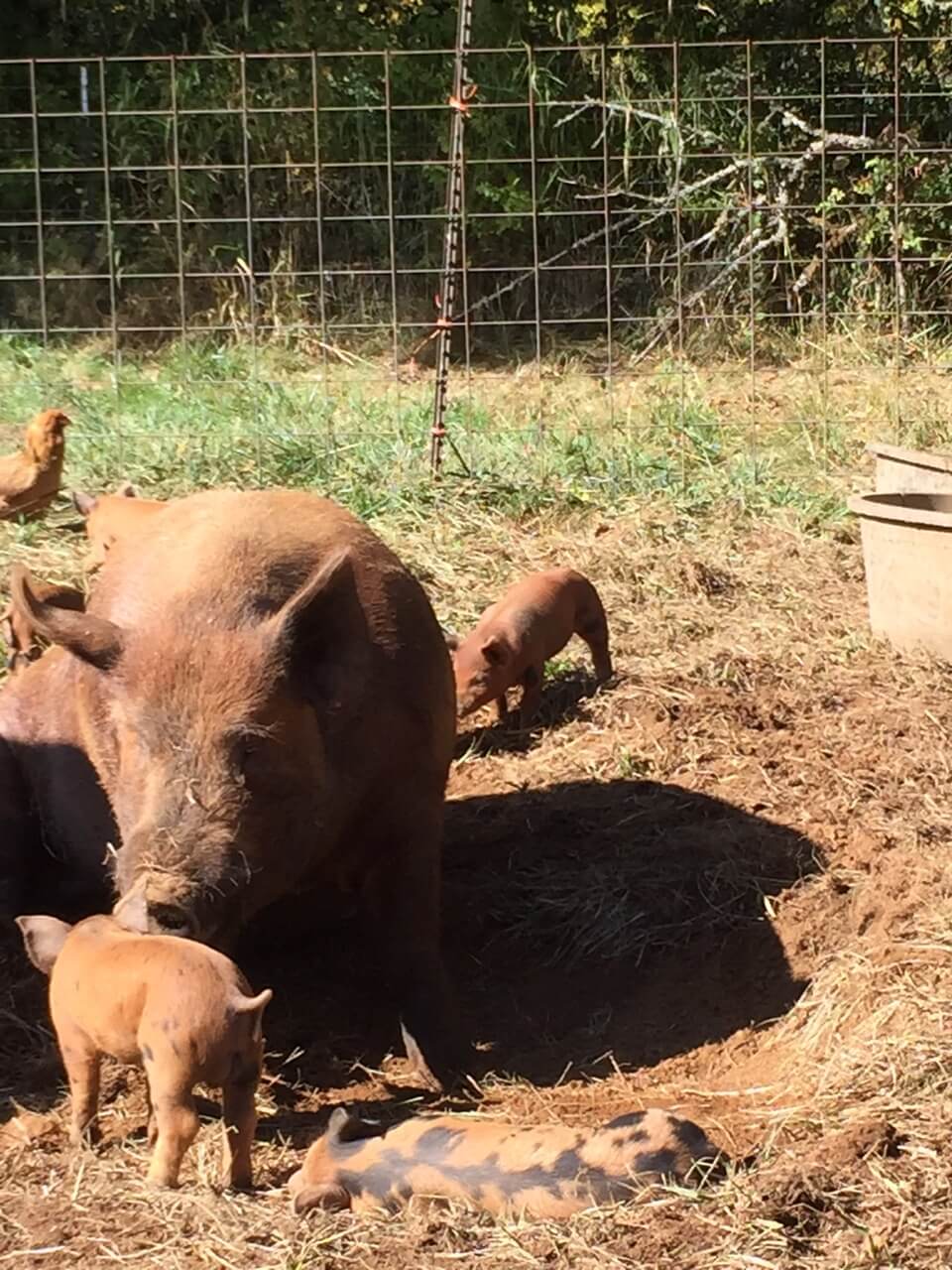 How To Raise Pigs • Insteading