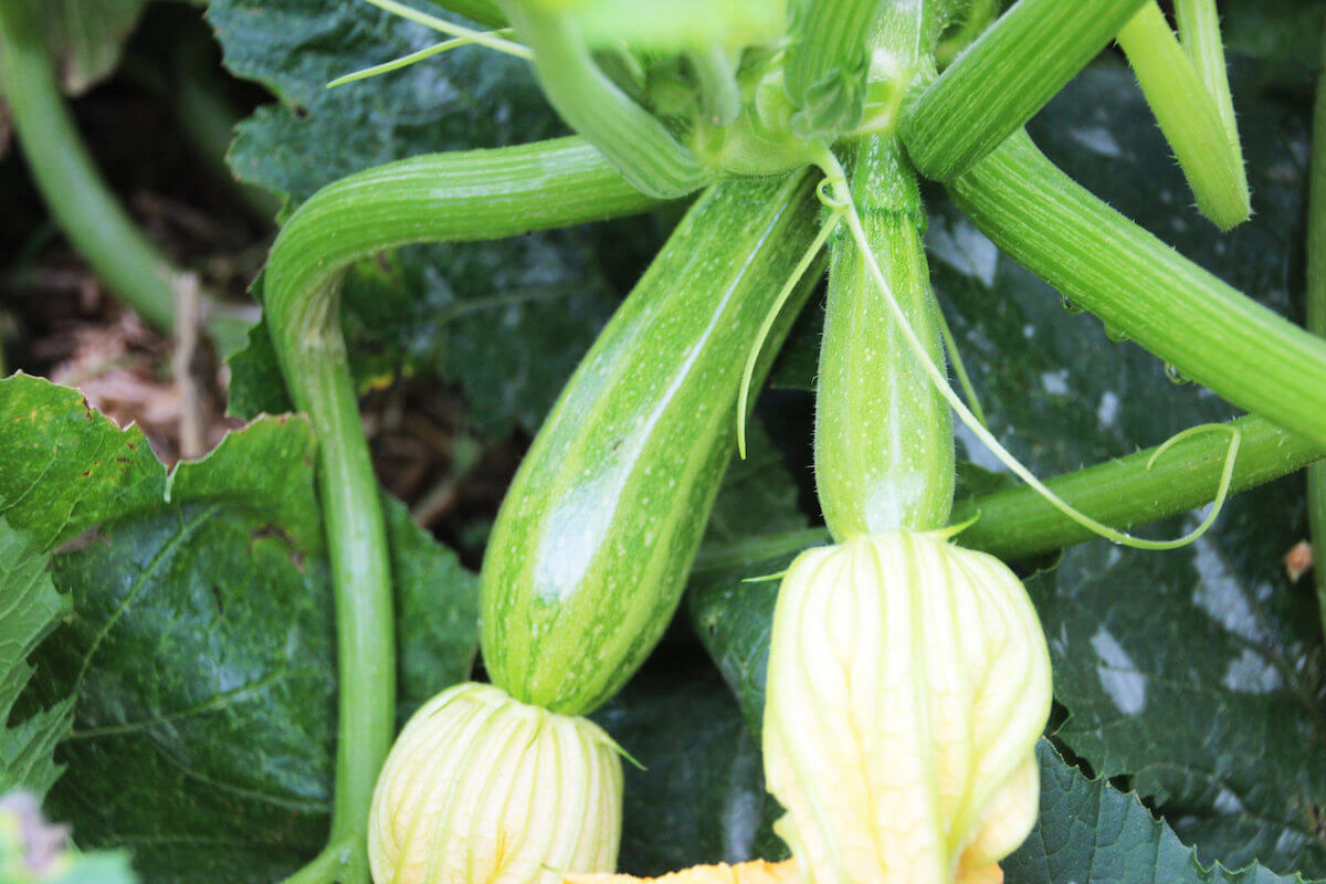 Companion Planting For Summer Squash • Insteading