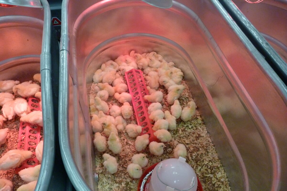 12 ChickenFriendly Plants To Grow Next To Coops • Insteading