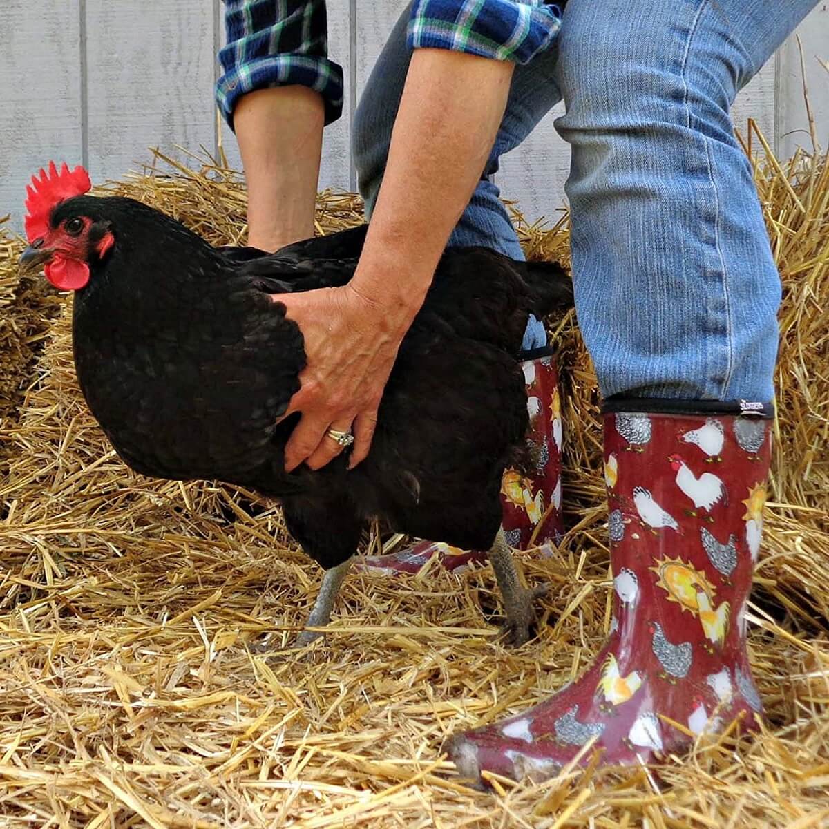 Gifts For Chicken Keepers • Insteading