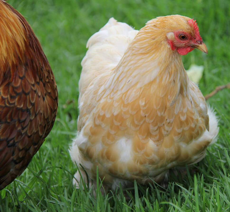 Pekin Bantam Chickens