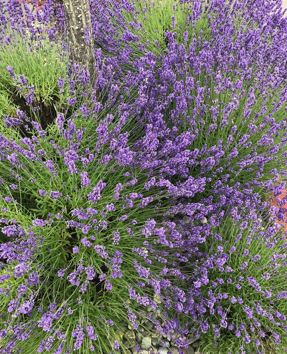 5 Perennial Herbs For Fresh Garden Flavor All Year Long • Insteading