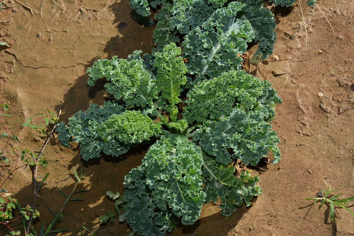 Growing Kale • Insteading