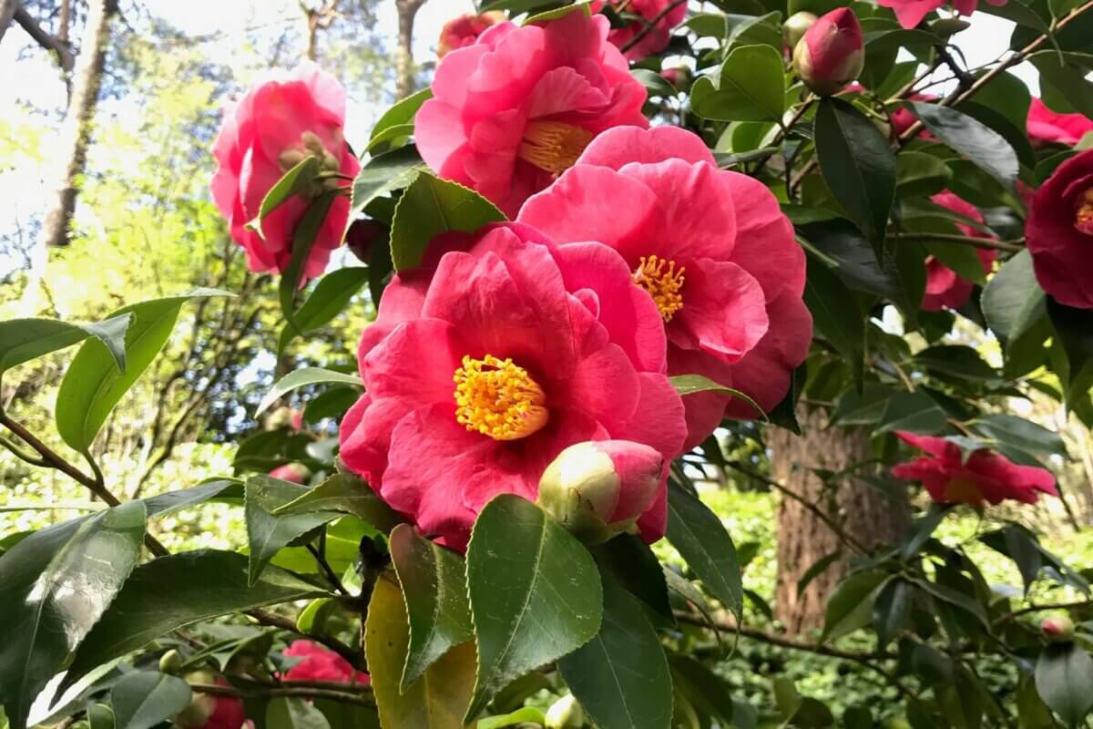 25+ AcidLoving Plants For Your Garden • Insteading