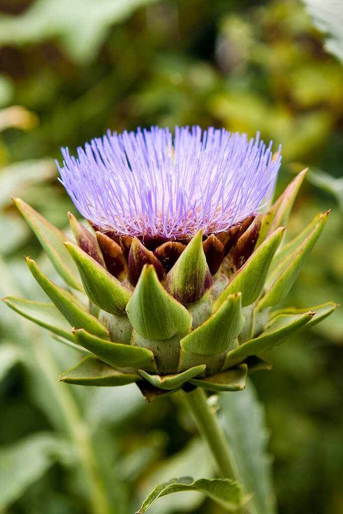 Clever Tips For Growing The Artichoke Plant • Insteading