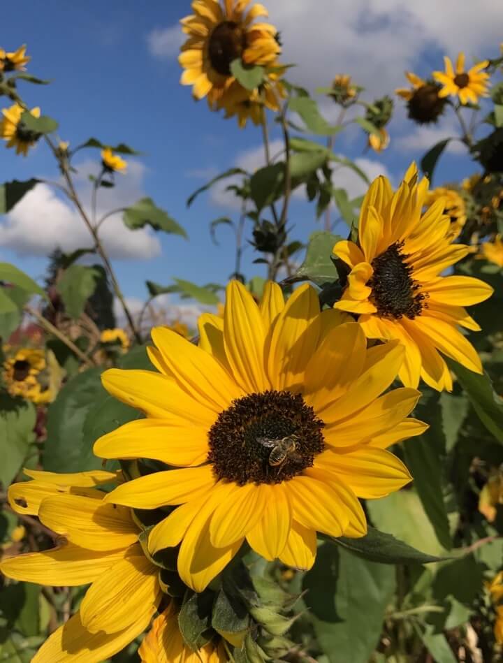How To Grow Sunflowers Flipboard