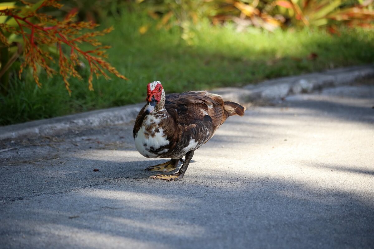 Raising Muscovy Ducks And Why You Probably Want Them • Insteading
