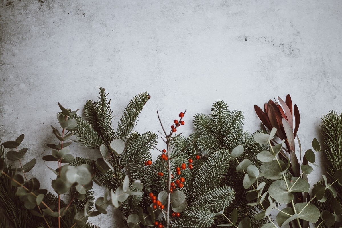 9 Of The Best Decorative & Festive Christmas Plants • Insteading