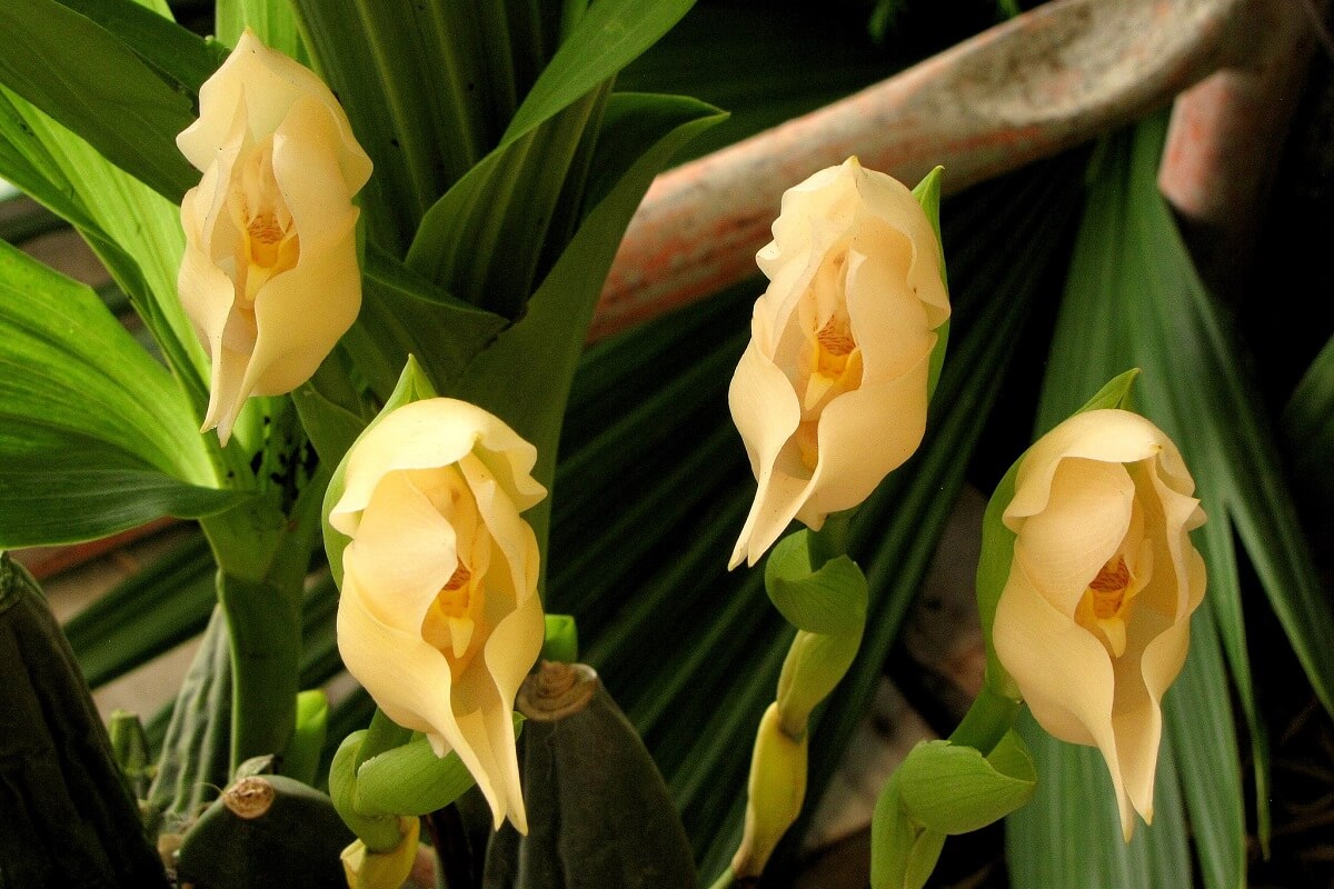 Homestead Stories Swaddled Babies Or Baby In The Cradle? • Insteading