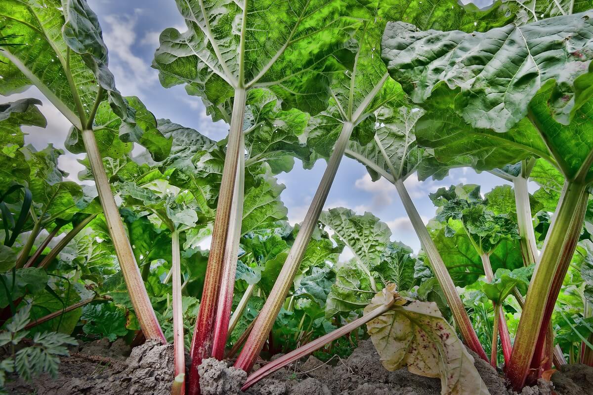 Growing Rhubarb • Insteading