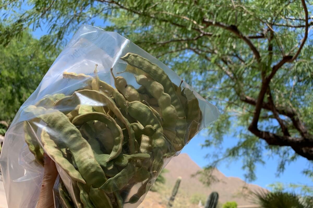 Are Mesquite Pods Bad For Dogs