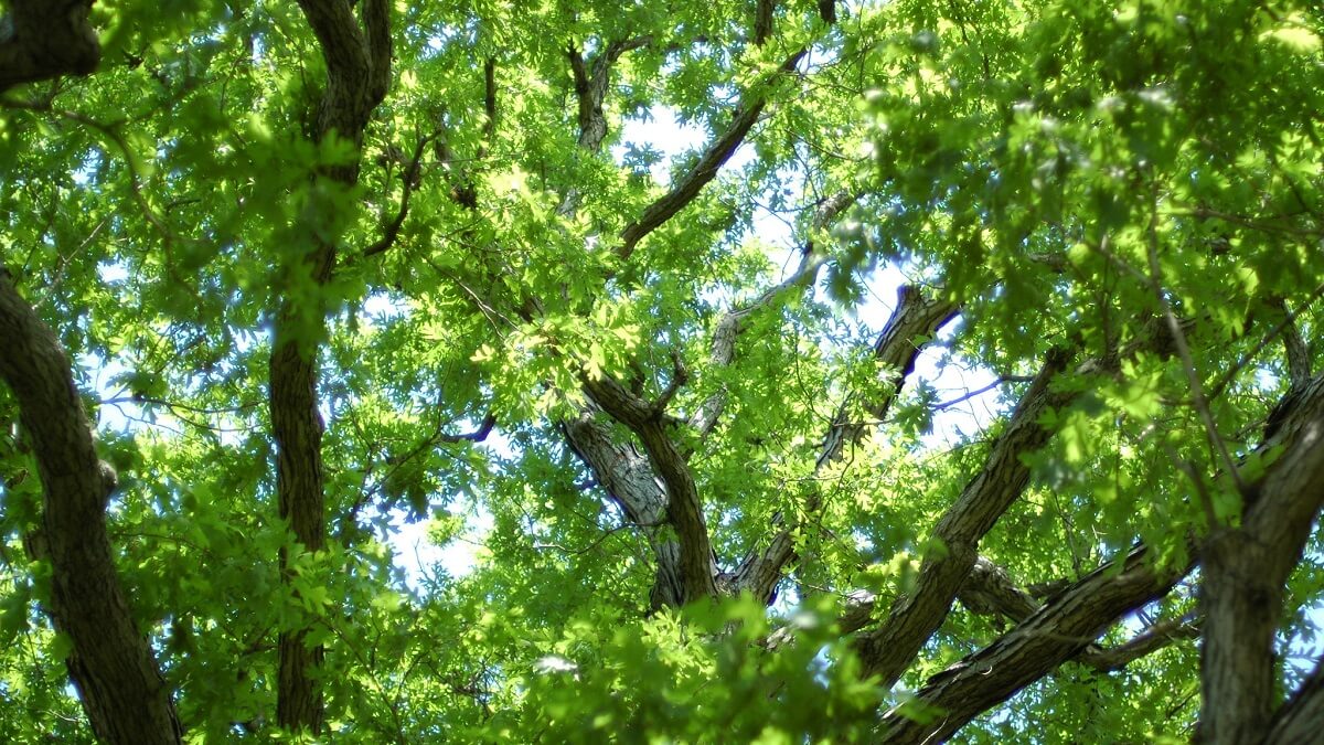 Homestead Stories The Mighty Oak Tree • Insteading