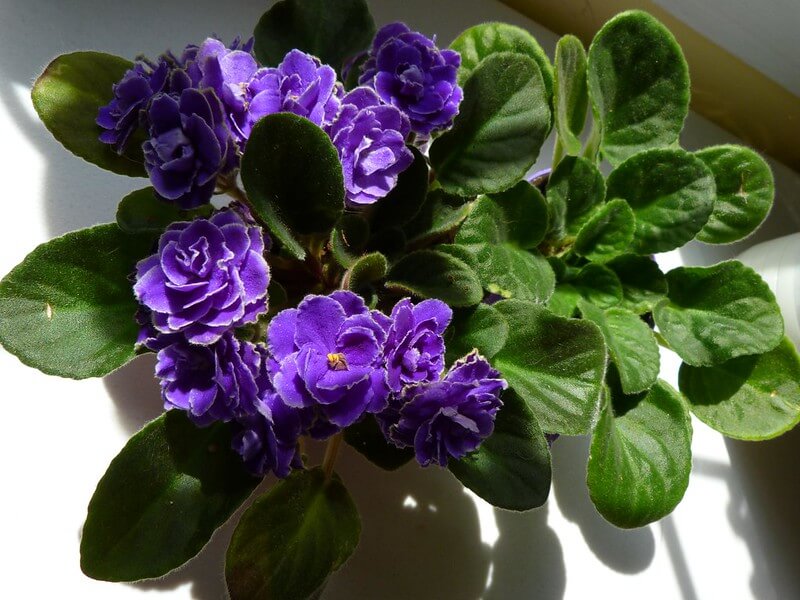 10 Houseplants Safe For Cats • Insteading (2022)