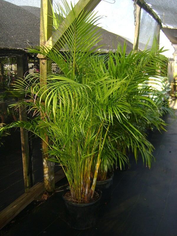 10 Houseplants Safe For Cats • Insteading