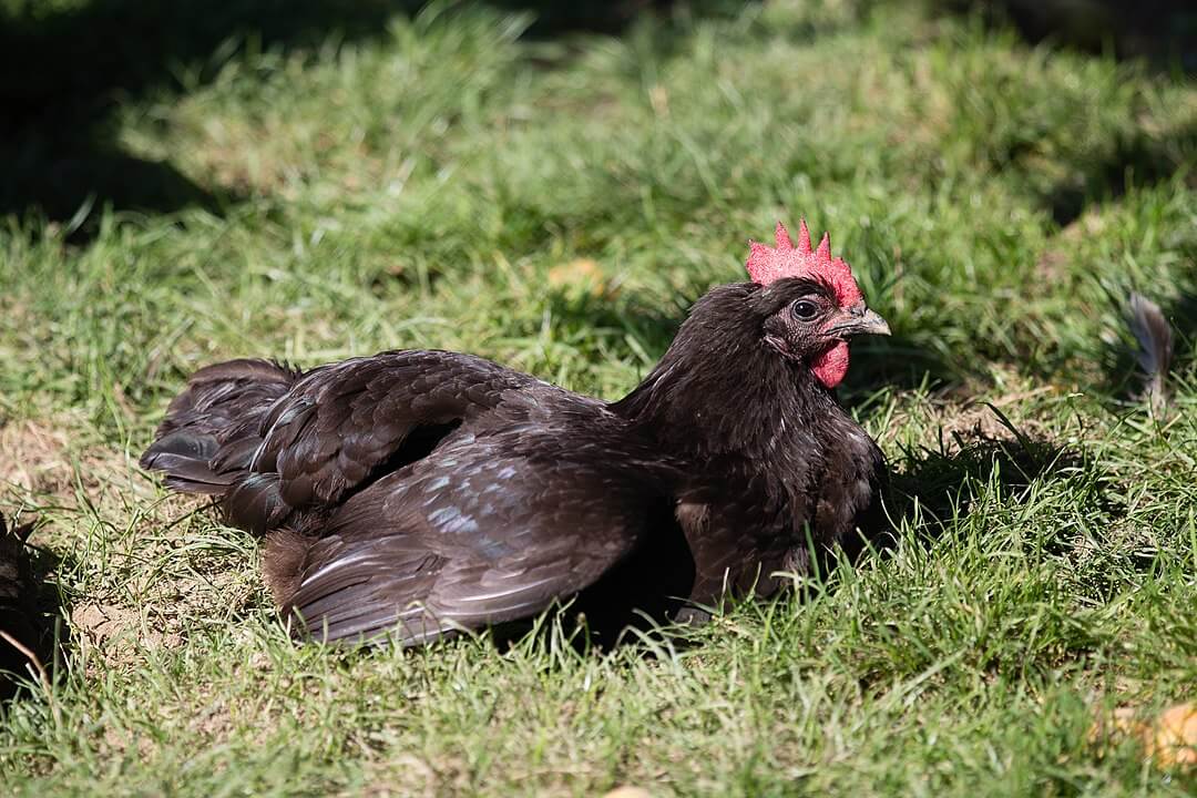 La Flèche • Insteading Chicken Breeds Guide