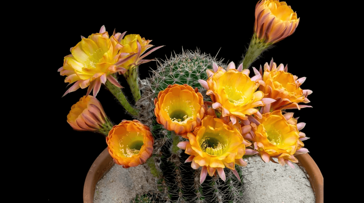 Watch These Cacti Bloom Bright, Mesmerizing Flowers [Video] • Insteading