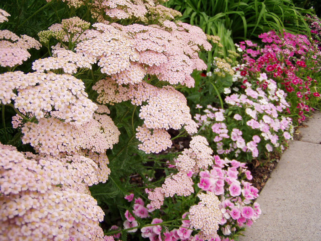 How To Grow The Yarrow Plant • Insteading