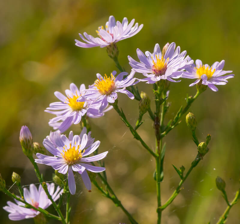 Homestead Stories Beautiful Wild Asters Galore • Insteading