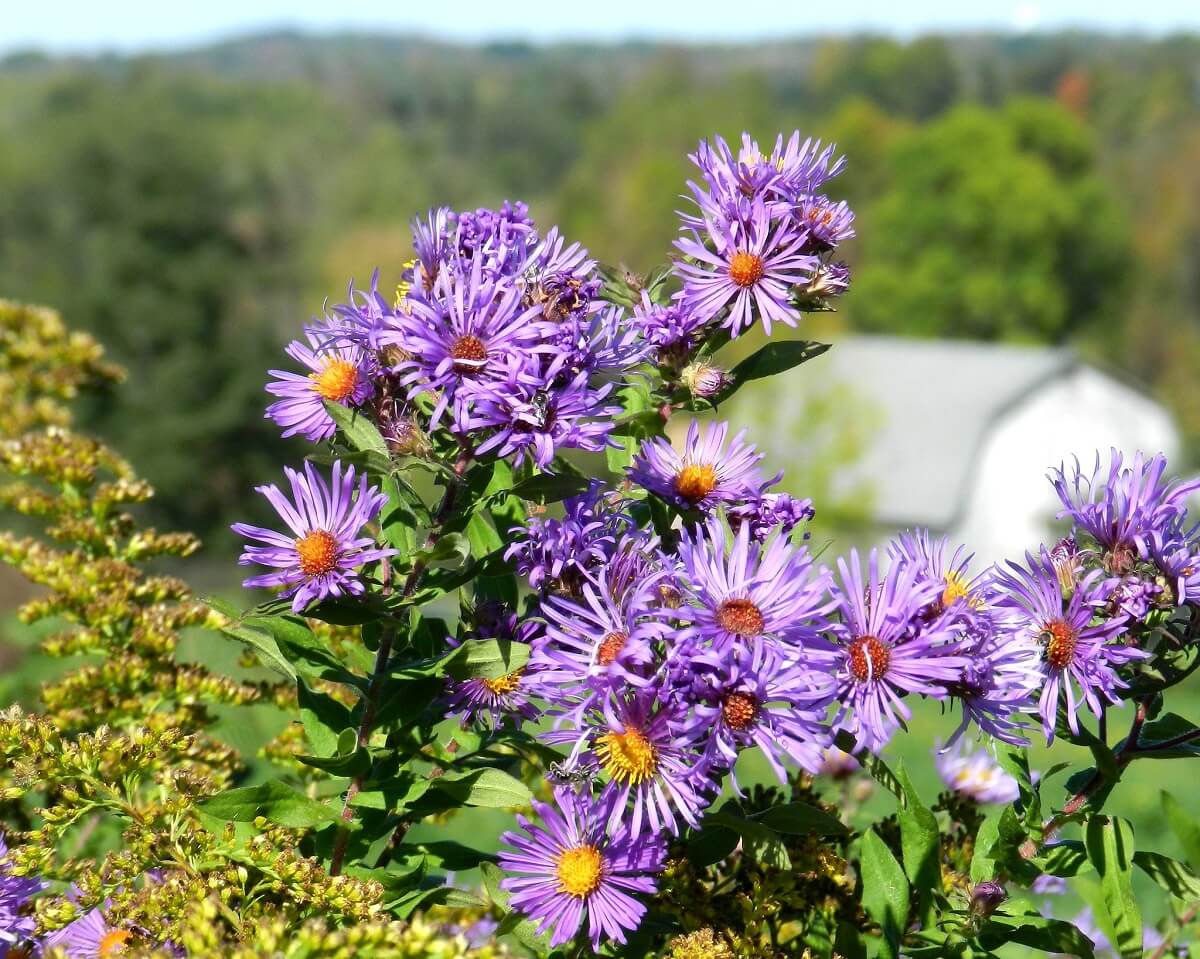 Homestead Stories Beautiful Wild Asters Galore • Insteading
