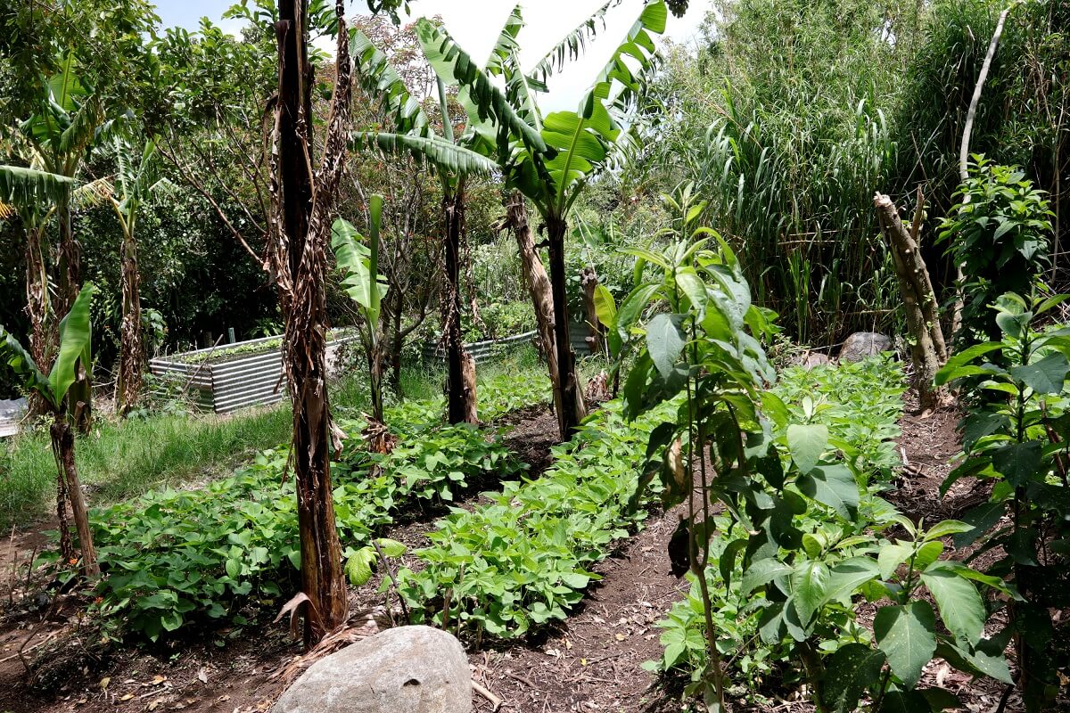 Growing Black Beans • Insteading