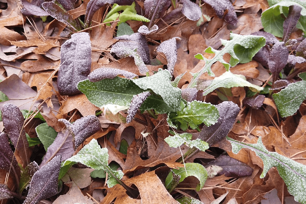 How to Protect Plants From Frost 12 Clever Methods That Work • Insteading