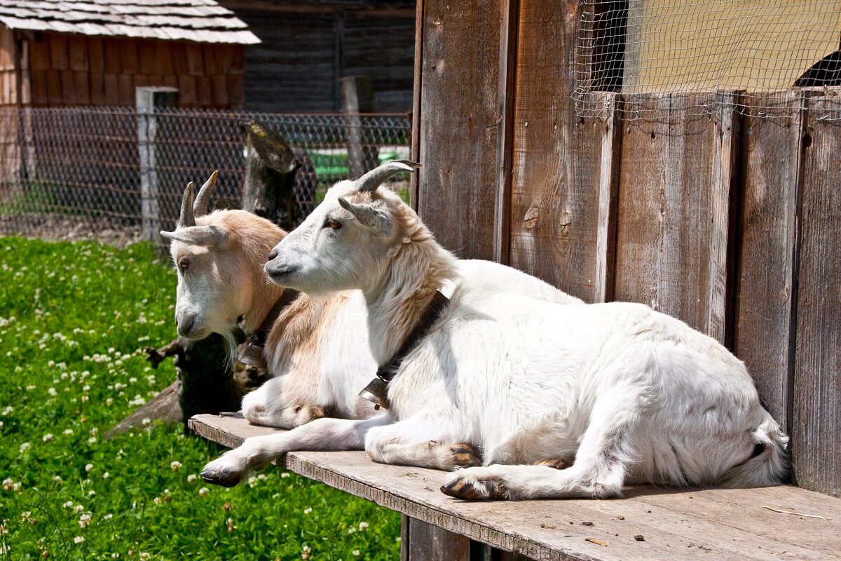 Goat Shelter Basics What You Need to Know to Keep Your Herd Safe