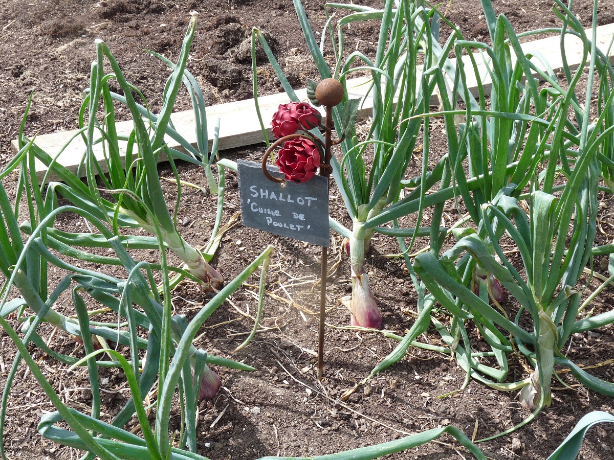 Growing Shallots • Insteading
