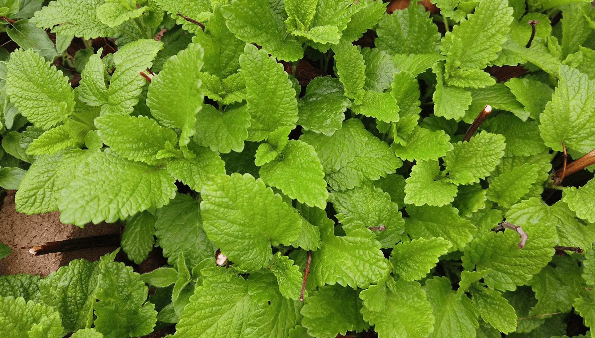 FeelBetter Remedies and Recipes for Sick Days • Insteading